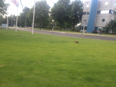 run, roger, run
