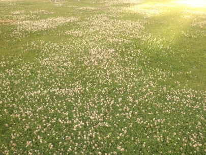 daisy age