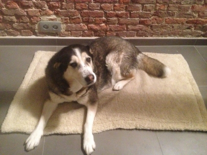 new rug