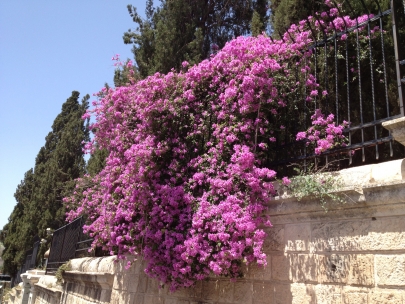 Flower beauty