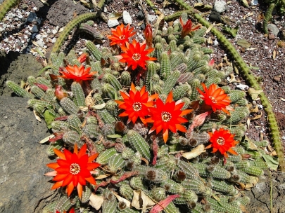 Remind me of corals