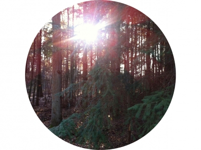 winterforestsun