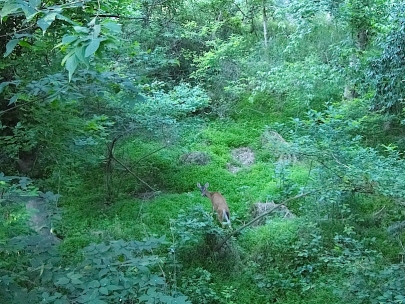 A deer!