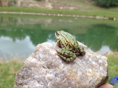 Frog tales