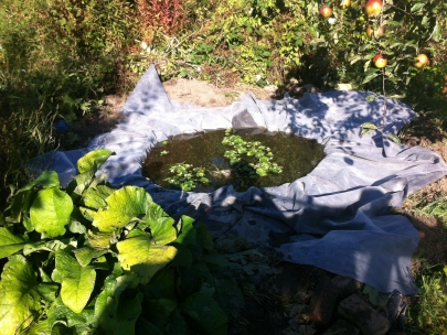 new ponds rule