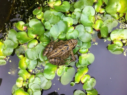 super frog