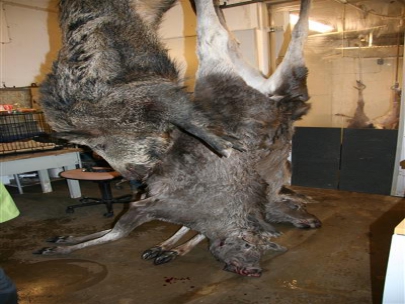 Moose for food