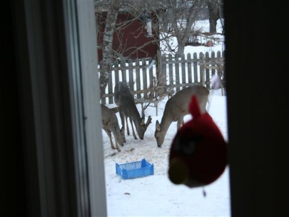 Deer in the garden