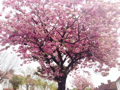 Bloom