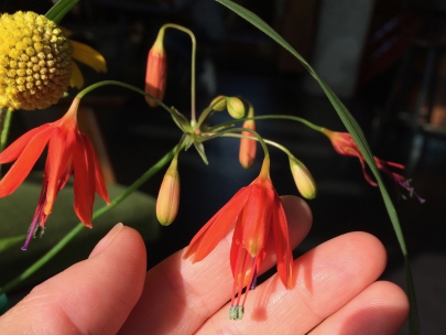 campanilla