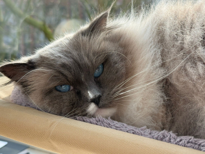 mochi the cat
