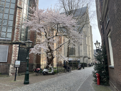 Blossom