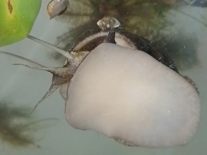 Alien in my pond
