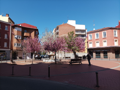 Placita