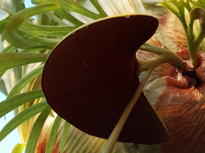 Flower?