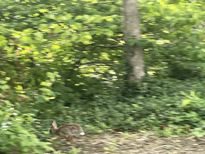 little rabbit buddy