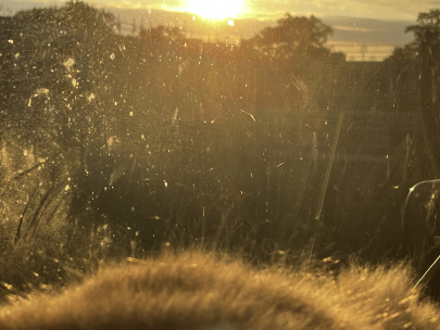 golden hour