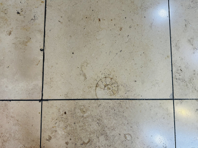 Tiles with history. Fossils