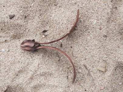 Flying seed