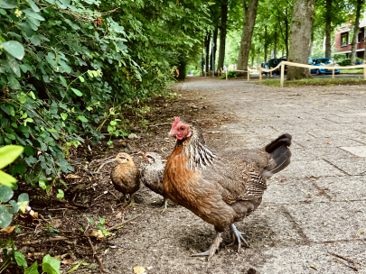 Sunday stroll