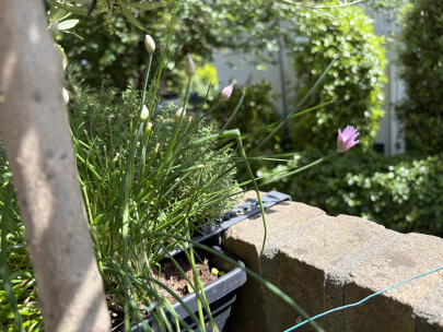 my chive is feeling well