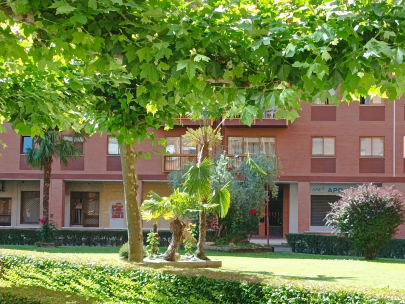 Palmera