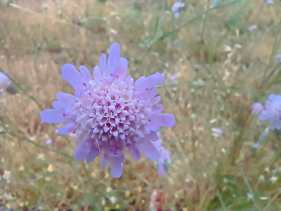 Flor 1
