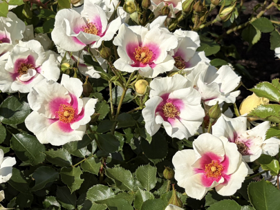 rosarium 