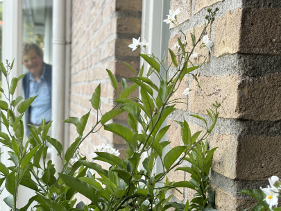 flowery glimpse 