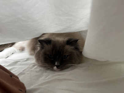 hidden