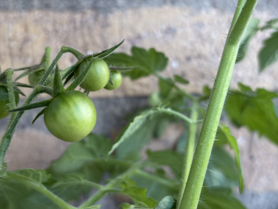 My tomatos coming of age