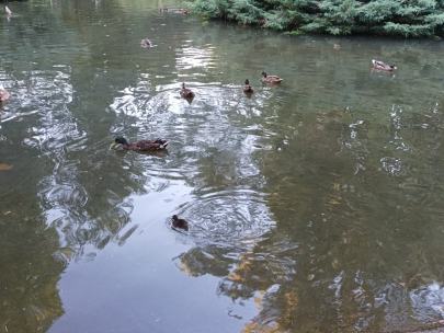 Al agua patos