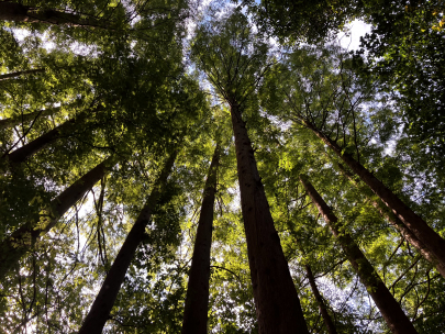 wood-wide-web