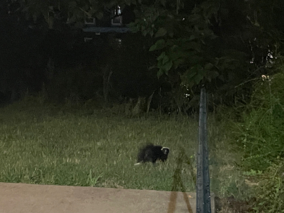 little skunky guy