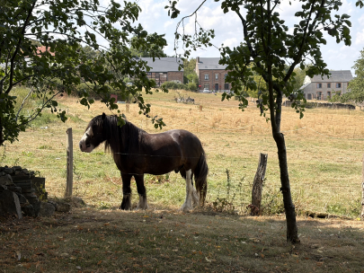 neighbour