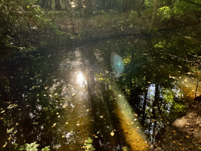 Magical morning walks 