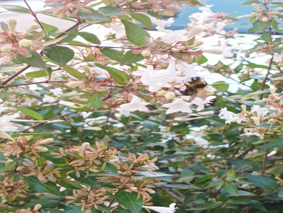 Recolecta de nectar