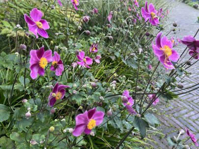 anemone madame jobert