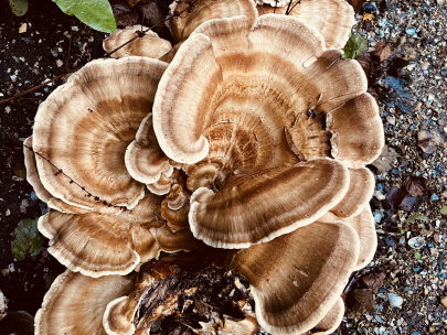 Made for fairies
