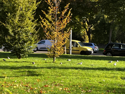 Palomas pastando 
