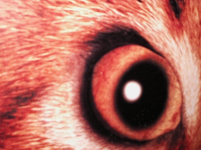 Seeing