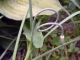 organic sculpture 3