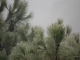 A foggy day from my window
