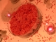 so many roses on my table