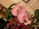 orchid always