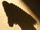 Felling Like a Shadow, Wanting to Disappear...