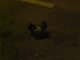 pigeon friends