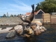 Sealion having fun