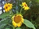 Sunshine, Sunflowers - True Summer