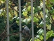 sint antonius' balcony provides free food for the birds